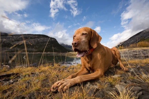 Cane a bocca aperta steso a terra — Foto Stock