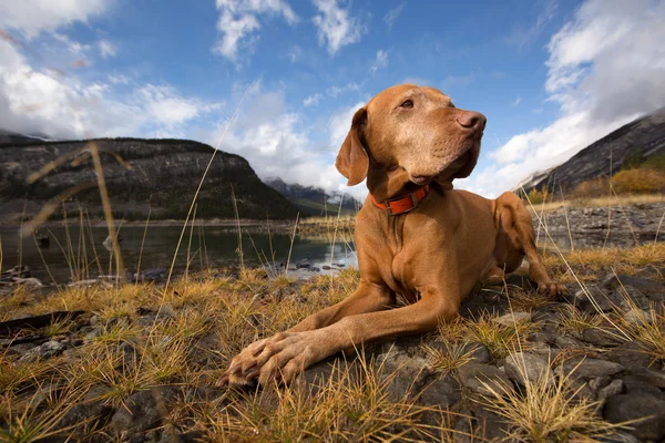 Lydig gyllene färg hundvalp (sittande) hund utomhus — Stockfoto