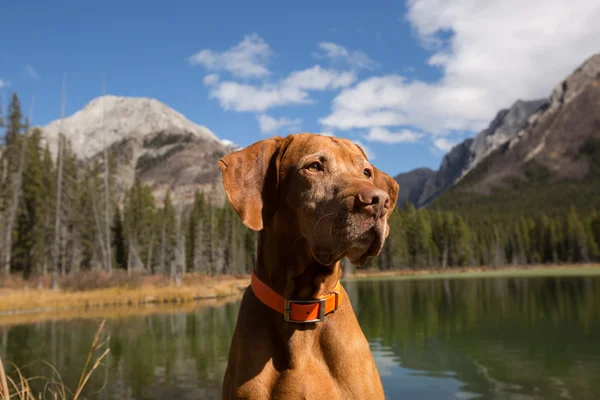 Golden colour hungarian vizsla with mountains in the background — Stock Photo, Image