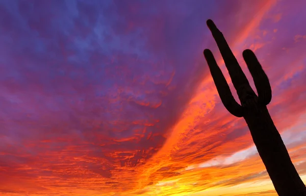 Saguaro mot solnedgången lyser moln i bergen vidskepelse — Stockfoto