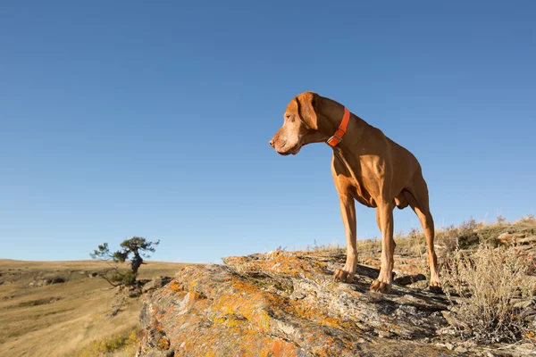 Hungarian vizsla cão ao ar livre — Fotografia de Stock