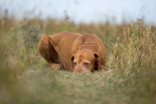 Colore dorato cane da caccia posa calma nell'erba — Foto Stock