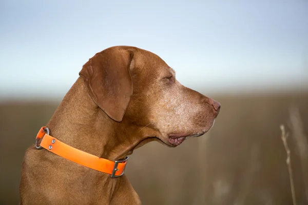 Profil porträtt av en hungaran hundvalp (sittande) utomhus — Stockfoto