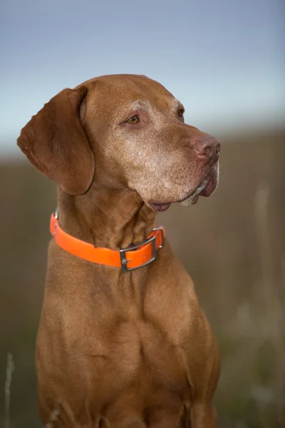 Golden hungarian vizsla dog portrait outdoors — Stock Photo, Image