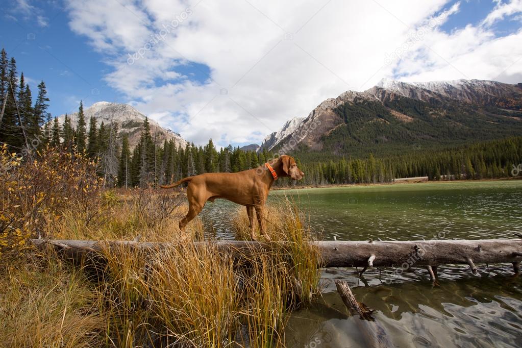 golden dog standing on tree trunk by the mountain lake 