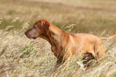 İşaretçi köpek ayakta uzun otların içinde