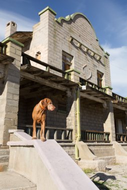 dog standing at abandoned house in rhyolite ghost town clipart