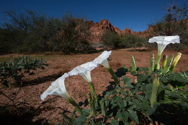 white desert flowers