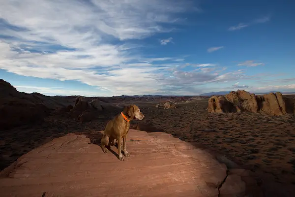 Dog sitting on ciff in the valley of fire nevada — Stock Photo, Image