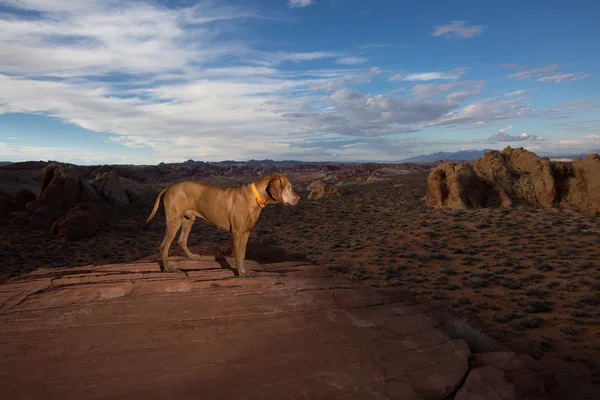 Hunden står på Jingzhou i dalen av brand nevada — Stockfoto