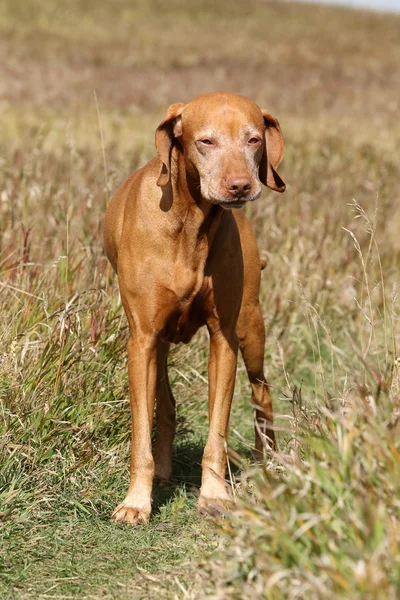 Golden colour middle aged visla dog — Stock Photo, Image