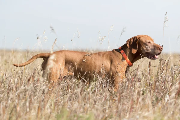 uzun otların arasında ayakta saf ırk altın av köpeği