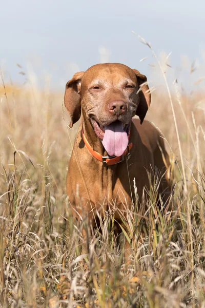 Cor dourada hungarian vizsla de pé na grama alta — Fotografia de Stock