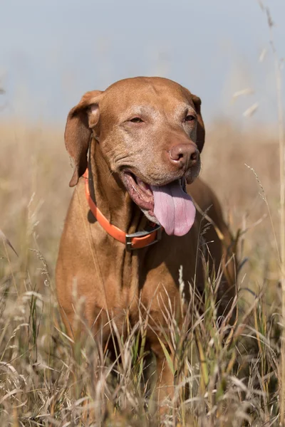 Gyllene färg ungerska hundvalp (sittande) stående i högt gräs — Stockfoto