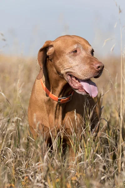 Golden hunting dog in tall grass — Stock Photo, Image