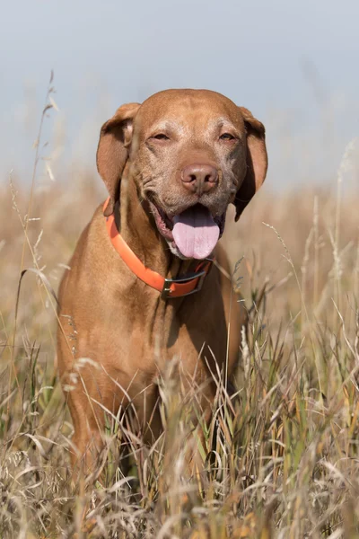 Hunting dog looking towards the viewer outdoors in tall grass — Stock Photo, Image
