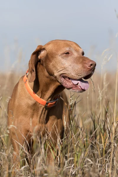 Outdoor portrait of a hunting dog — Stock Photo, Image