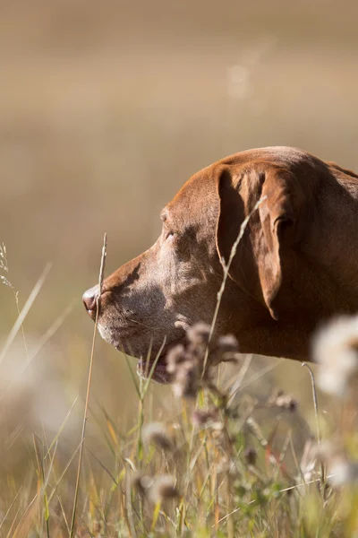 Portrait of a hunting dog outdoors — Stock Photo, Image