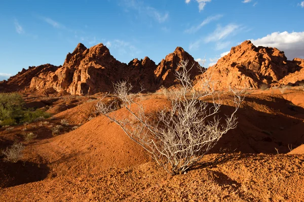 Sagebrush in the nevada desert usa — Stock Photo, Image