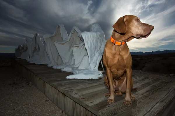 Hundvalp (sittande) i ryolit spökstad — Stockfoto