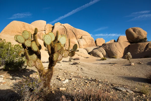 カリフォルニア州でフォア グラウンドでサボテンの砂漠の風景 — ストック写真