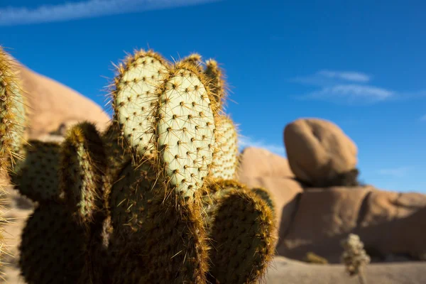 Cactus närbild i öknen — Stockfoto