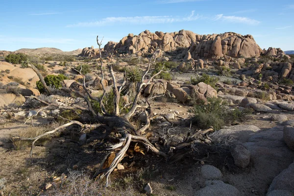 Pouštní krajina v joshua tree national park — Stock fotografie