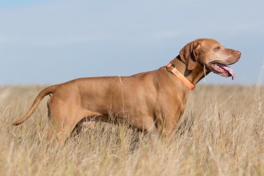 Macar işaretçi köpek ayakta uzun otların içinde