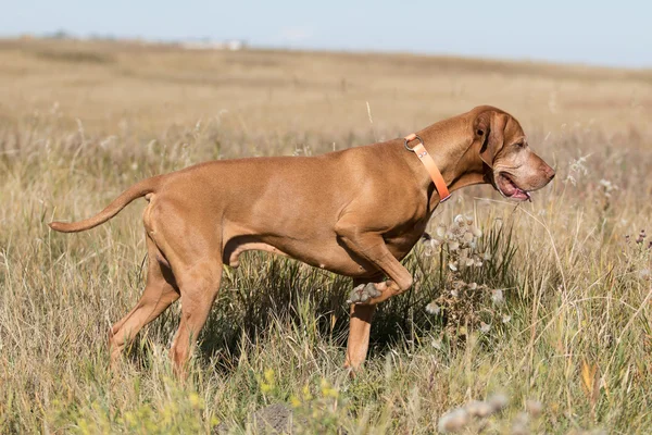 Arany színű egérmutatót kutya területén — Stock Fotó