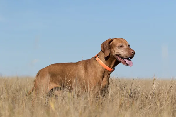 Mutató kutya állandó magas fűben — Stock Fotó