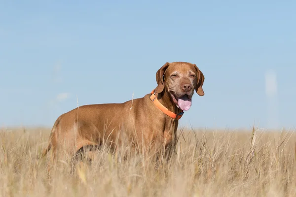 Glada golden pekaren i gräs — Stockfoto