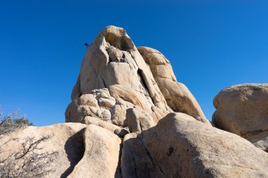 joshua tree national park kaya yüzüne azalan dağcı