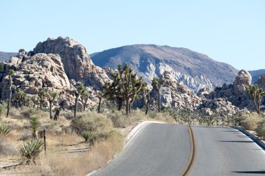 Joshua Tree Ulusal Parkı 
