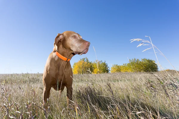 Hunting dog standing in grass outdoors — Stockfoto