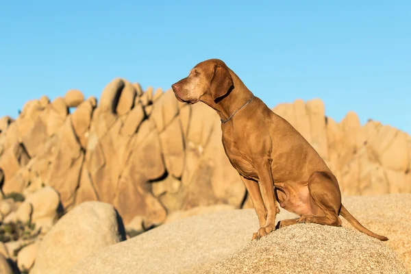 Golden colour vizsla sitting aat jumbo rock in joshua tree natio — Stockfoto