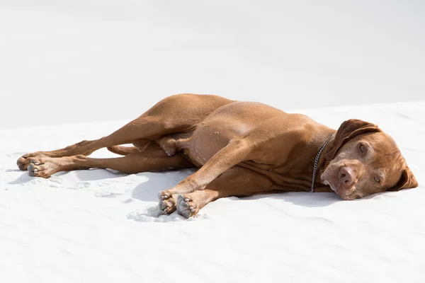 Beyaz kum üzerinde döşeme köpek — Stok fotoğraf