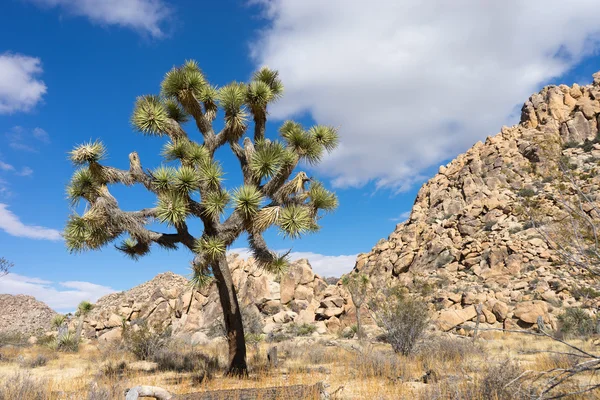 Joshua tree with rockpile in the background — Stock fotografie