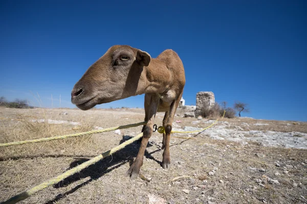 Mexican goat in the desert — Stock Photo, Image