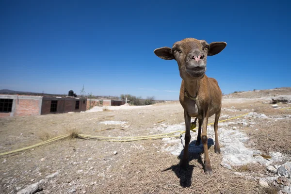 Mexican goat in the desert — Stock Photo, Image