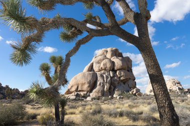 kavşak rock joshua tree national Park popüler climbin