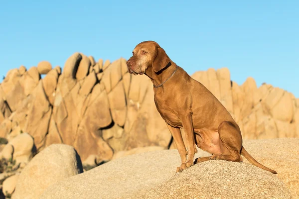 Arany színű egérmutatót kutya, joshua tree nemzeti park ül — Stock Fotó