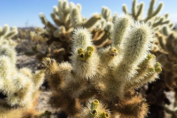 Cholla cactus with fruit — Stock Photo, Image