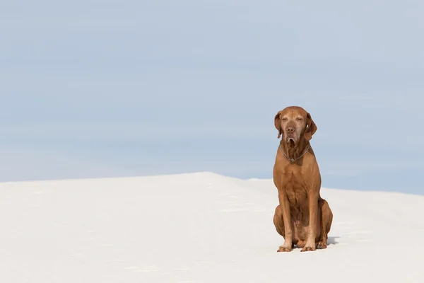 Pointeur de couleur dorée assis dans le désert de sable blanc — Photo