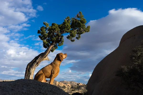 Golden vizsla dog sitting under tree — Stock Photo, Image