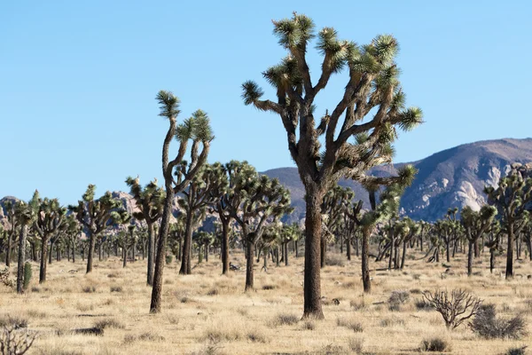 Joshua trees in california desert landscape — Stockfoto