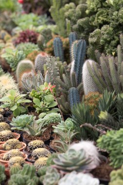 kaktüs çeşitli bitkiler Meksika piyasada saksı 