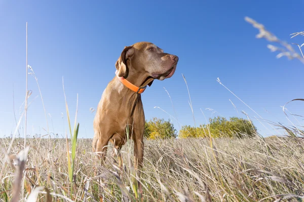 Vista di angolo basso di un cane da caccia in campo — Foto Stock
