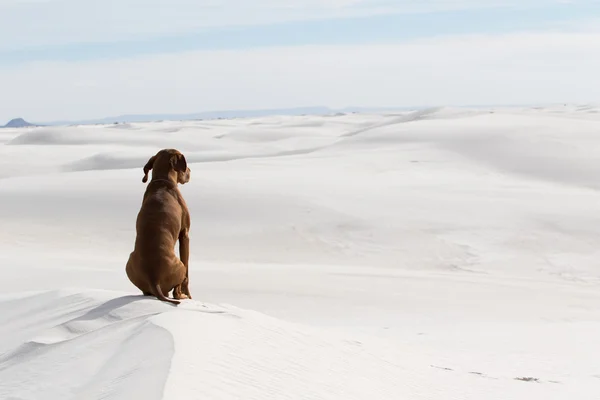 Chien assis tranquillement dans le désert de sable blanc — Photo