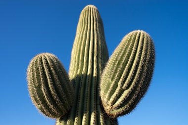 saguaro mavi gökyüzü
