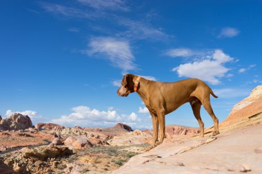 Golden köpek ayakta yangın vadisinde